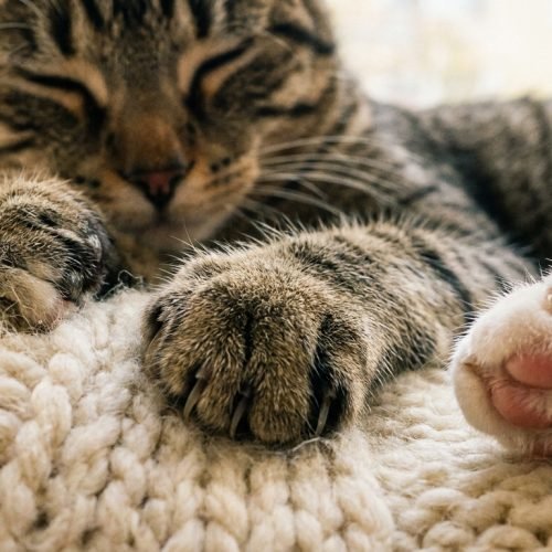 Por que os Gatos Amassam Pãozinho O Significado Oculto desse Gesto